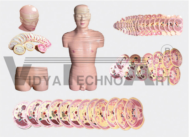 The dissection model of human head cervix and trunk horizontal layer